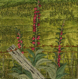 Foxgloves on Black Horse Hill near Sedbergh (12x25cms) by textile artist Mary Taylor SOLD