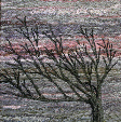 Wind shaped tree on the cliff near Far Arnside, Morecambe Bay (12x20.5 cms £160) by textile artist Mary Taylor