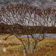 Trees at Ellishadder, NE Skye (14x28 £250) by textile artist Mary Taylor